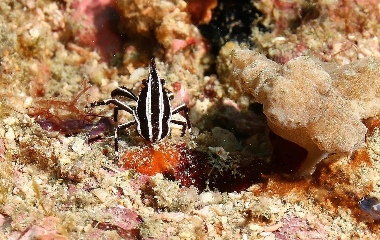 Raja Ampat 2016 - Allogalathea elegant - Elegant crinoid squat lobster - Langouste elegante - IMG_5194_rc.jpg